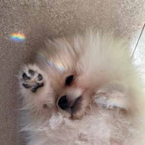 Boarding dog in  pet sitting request