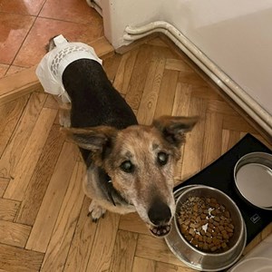 Ubytování pes v  hlídací žádost