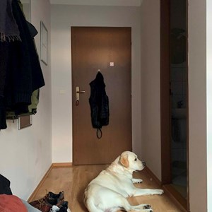 Hlídání v domě majitele pes v  hlídací žádost
