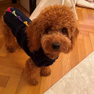 Psí Venčení pes v  hlídací žádost