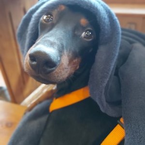 Ubytování pes v Praha hlídací žádost