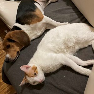 Ubytování kočka, pes v Prague hlídací žádost