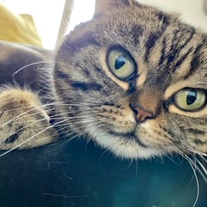 Boarding cats in Praha pet sitting request