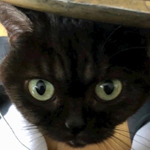Boarding cats in Praha pet sitting request