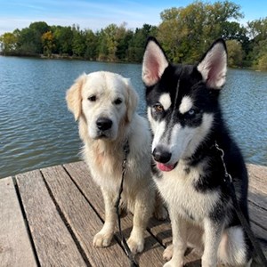 Boarding dogs in  pet sitting request