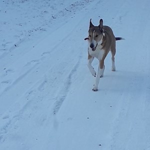 Boarding dog in  pet sitting request