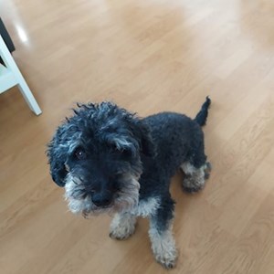 Boarding dog in  pet sitting request