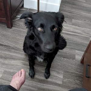 Ubytování pes v Malá Skála hlídací žádost