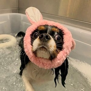 Ubytování pes v  hlídací žádost