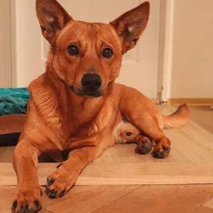 Ubytování pes v  hlídací žádost