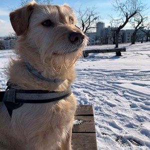 Venčení pes v  hlídací žádost