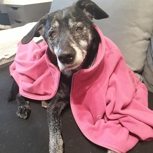 Boarding dog in Brno pet sitting request