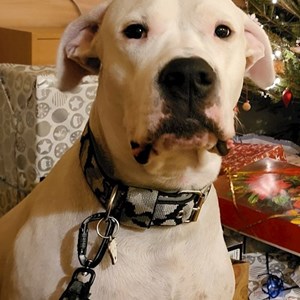 Boarding dog in  pet sitting request