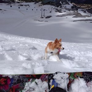 Ubytování pes v  hlídací žádost