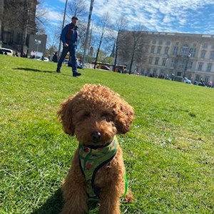 Psí Venčení pes v  hlídací žádost