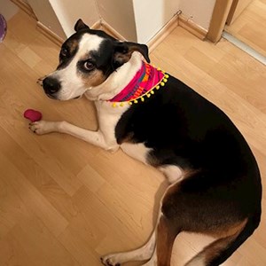 Dog Walking dog in  pet sitting request