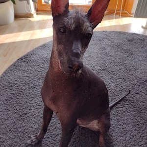 Boarding dog in Praha pet sitting request