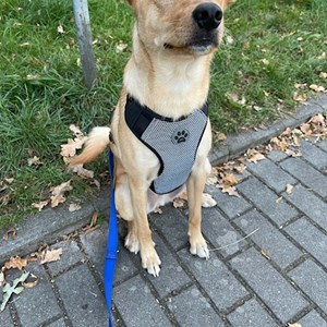 Hlídání v domě majitele pes v Praha hlídací žádost