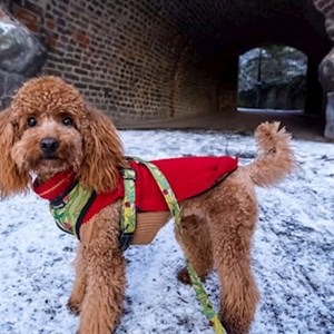 Ubytování pes v Prague hlídací žádost