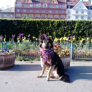 Boarding dog in Přelouč pet sitting request
