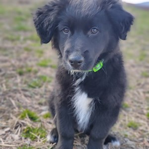 Ubytování pes v Zásada hlídací žádost