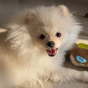 Boarding dog in Praha pet sitting request