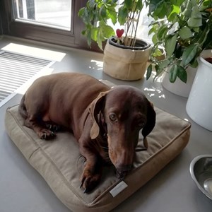 Pet Day Care dog in Praha 9 pet sitting request