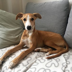 Ubytování pes v Praha hlídací žádost