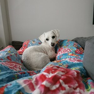 Boarding dog in Prague  pet sitting request