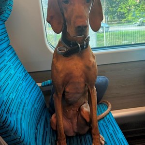 Boarding dog in Praha pet sitting request